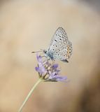 Icarusblauwtje / Common Blue