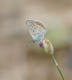Icarusblauwtje / Common Blue