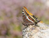 Pasja / Two-tailed Pasha