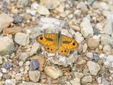 Vale Argusvlinder / Pale Wall Brown or Corsican Wall Brown