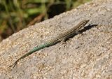 Tyrrheense Muurhagedis / Bedriagas Rock Lizard