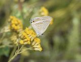 Tijgerblauwtje / Long-tailed Blue