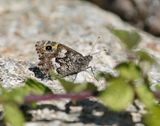 Zuidelijke Heivlinder / Southern Grayling