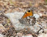 Zuidelijke Heivlinder / Southern Grayling