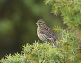 Cirlgors / Cirl Bunting