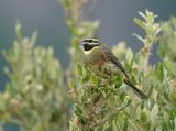 Cirlgors / Cirl Bunting