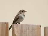 Mediterrane Vliegenvanger / Tyrrhenian Flycatcher