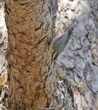 Corsicaanse Boomklever / Corsican Nuthatch