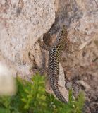 Ruïnehagedis / Italian Wall Lizard, Ruin Lizard, or İstanbul Lizard