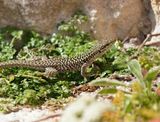 Ruïnehagedis / Italian Wall Lizard, Ruin Lizard, or İstanbul Lizard