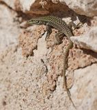 Ruïnehagedis / Italian Wall Lizard, Ruin Lizard, or İstanbul Lizard