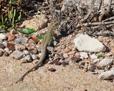 Ruïnehagedis / Italian Wall Lizard, Ruin Lizard, or İstanbul Lizard