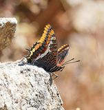 Pasja / Two-tailed Pasha