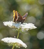 Pasja / Two-tailed Pasha