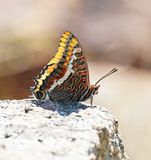Pasja / Two-tailed Pasha