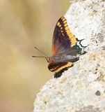 Pasja / Two-tailed Pasha
