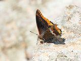 Pasja / Two-tailed Pasha