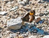 Corsicaanse Heivlinder / Corsican Grayling