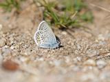 Corsicaans Heideblauwtje / Corsican Silver Studded Blue