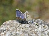 Corsicaans Heideblauwtje / Corsican Silver Studded Blue