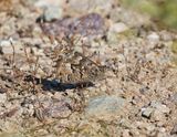 Zuidelijke Heivlinder / Southern Grayling