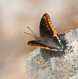 Pasja / Two-tailed Pasha