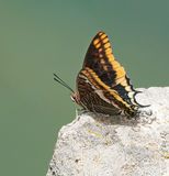 Pasja / Two-tailed Pasha