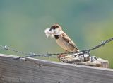 Italiaanse Mus / Italian Sparrow