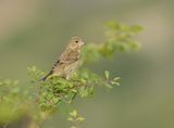 Groenling / European Greenfinch