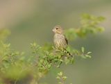 Groenling / European Greenfinch