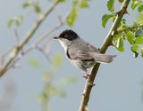 Kleine Zwartkop / Sardinian Warbler