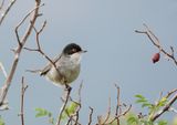Kleine Zwartkop / Sardinian Warbler