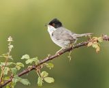 Kleine Zwartkop / Sardinian Warbler