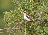 Balearische Roodkopklauwier / Balearic Woodchat Shrike