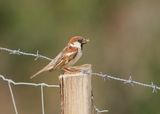 Italiaanse Mus / Italian Sparrow