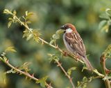 Italiaanse Mus / Italian Sparrow