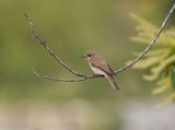Mediterrane Vliegenvanger / Tyrrhenian Flycatcher