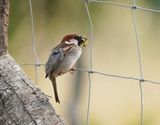 Italiaanse Mus / Italian Sparrow