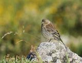 Corsicaanse Citroensijs / Corsican Finch