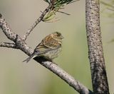 Corsicaanse Citroensijs / Corsican Finch