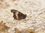 Corsicaanse Heivlinder / Corsican Grayling