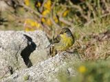 Corsicaanse Citroensijs / Corsican Finch