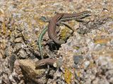 Tyrrheense Muurhagedis / Bedriagas Rock Lizard
