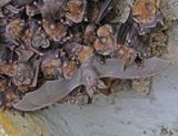 Grote Hoefijzerneus / Greater Horseshoe Bat