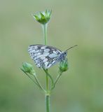 Dambordje / Marbled White