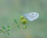 Boswitje / Wood White