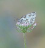 Dambordje / Marbled White