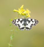 Dambordje / Marbled White
