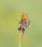 Alpenparelmoervlinder / Grisons Fritillary