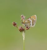 Alpenparelmoervlinder / Grisons Fritillary
